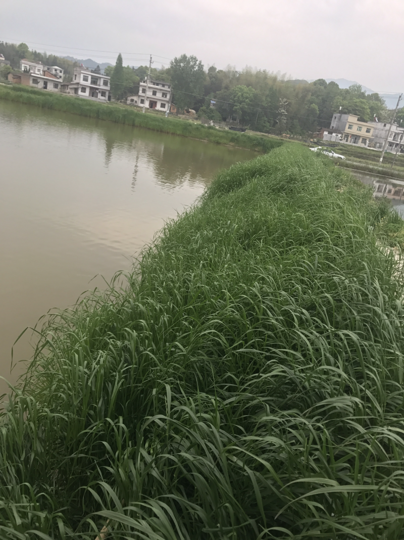 草鱼