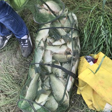 草鱼