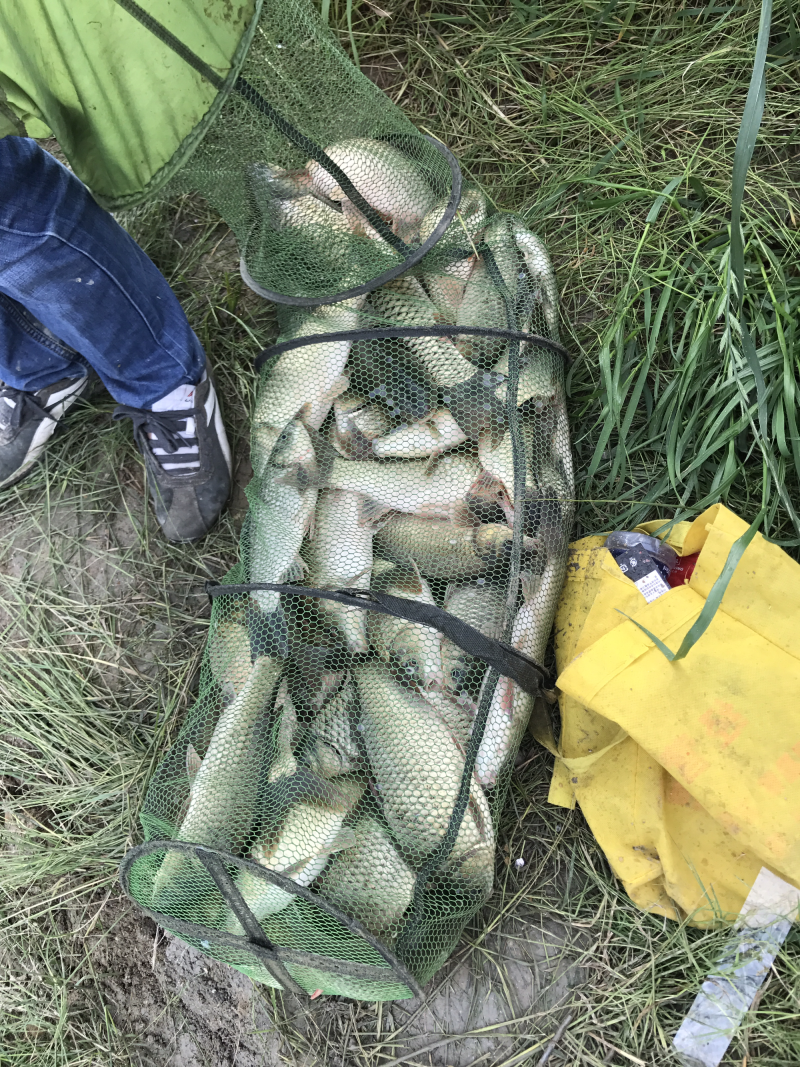 草鱼