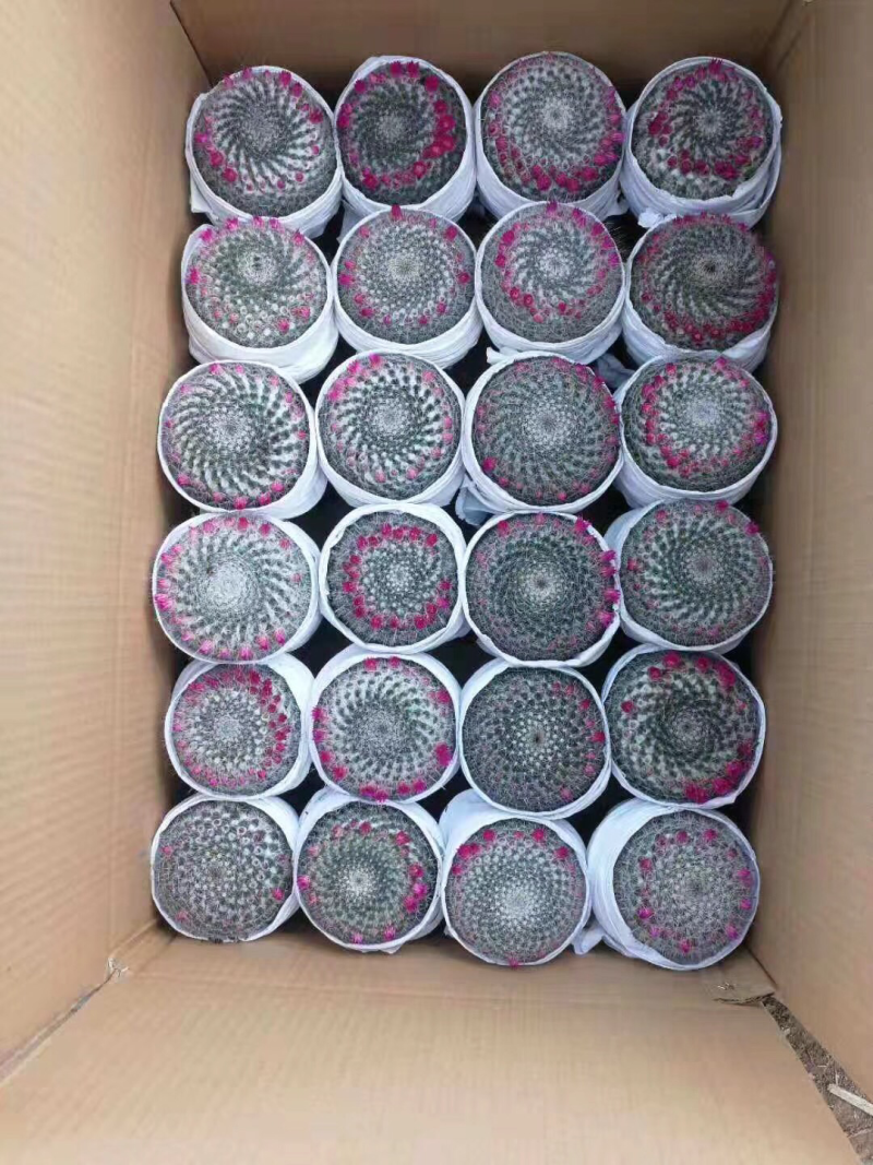仙人球玉翁开花办公桌小盆栽室内摆设