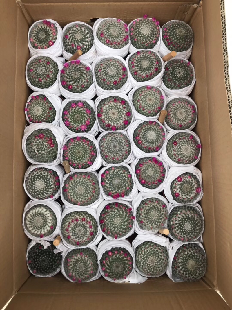 仙人球玉翁开花办公桌小盆栽室内摆设