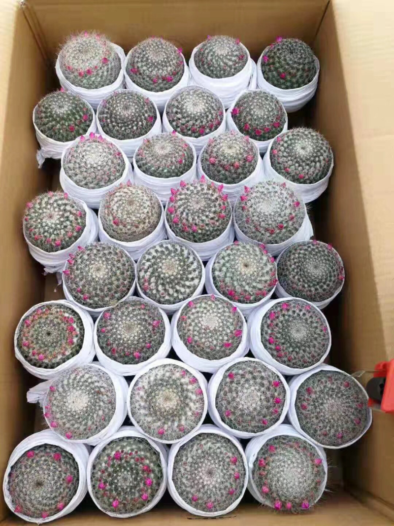 仙人球玉翁开花办公桌小盆栽室内摆设