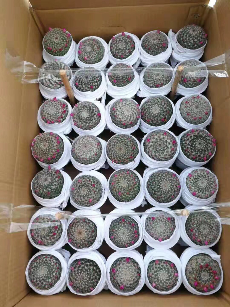 仙人球玉翁开花办公桌小盆栽室内摆设