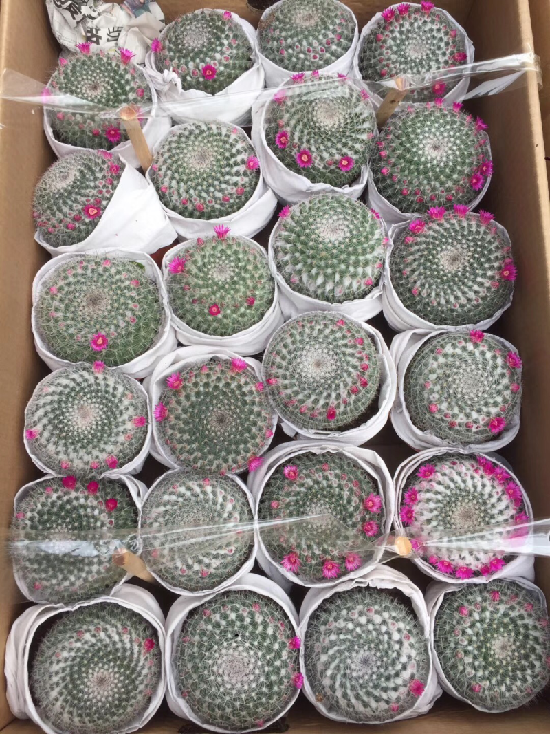 仙人球玉翁开花办公桌小盆栽室内摆设