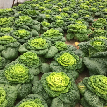 黄心菜
