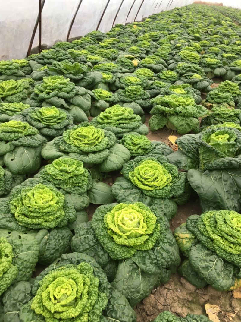 黄心菜
