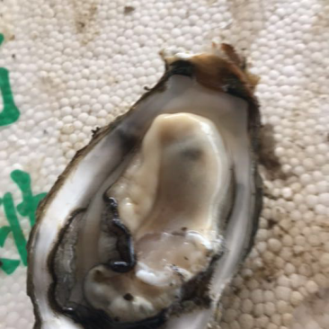 阳江生蚝