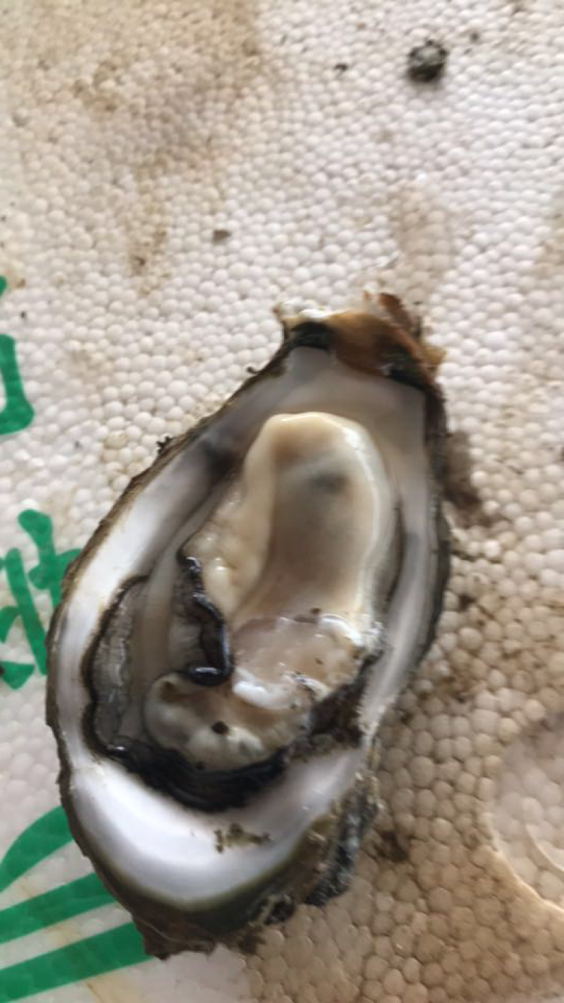 阳江生蚝