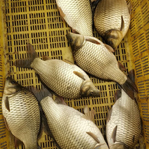 一斤起步的条的黄金鲫鱼开始出售，数量十万斤