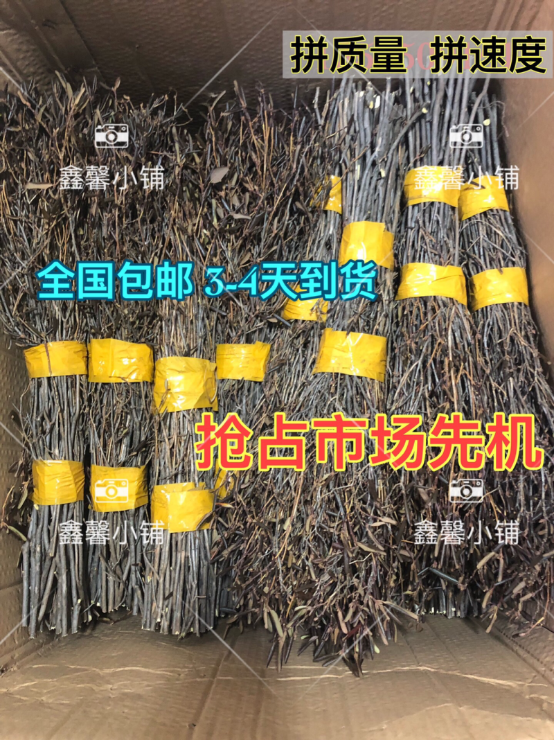 大兴安岭产地直发兴安杜鹃干枝