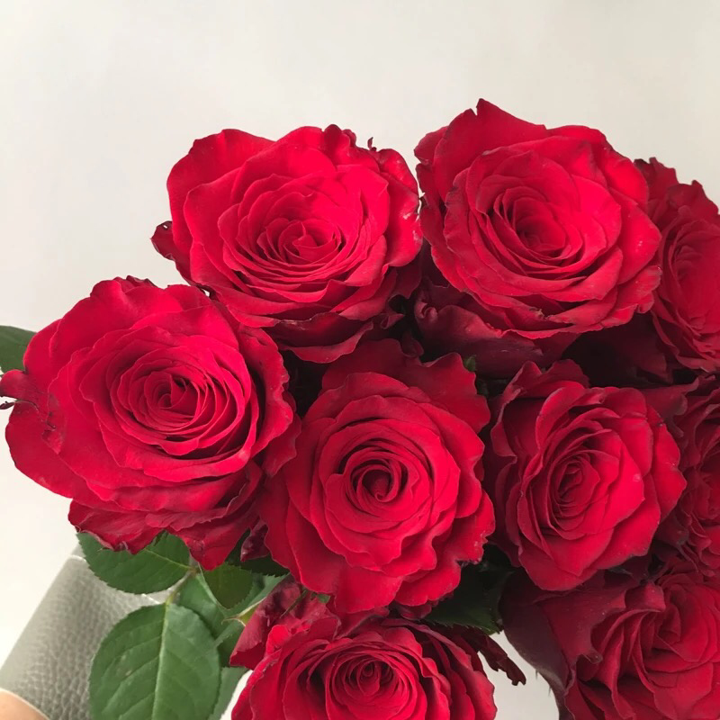 基地直供云南昆明斗南玫瑰苗庭院阳台绿植花卉小苗
