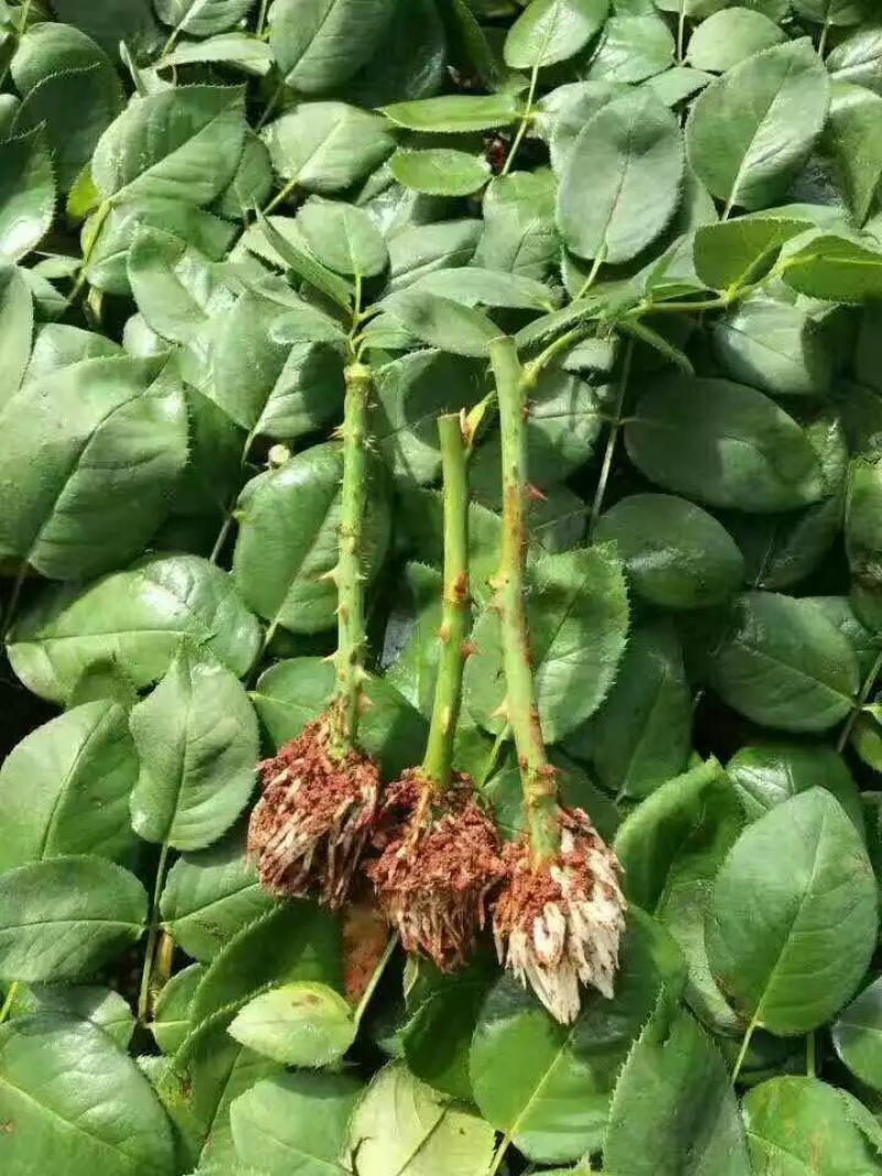 基地直供云南昆明斗南玫瑰苗庭院阳台绿植花卉小苗