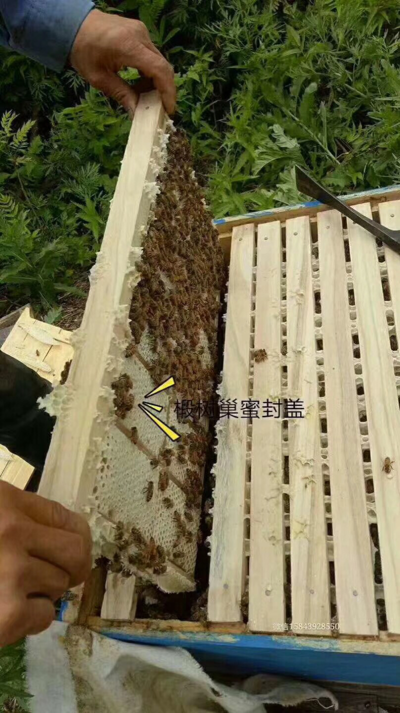 纯天然蜂巢蜜纯绿色食品，无任何添加剂，常吃蜂蜜延年益寿，