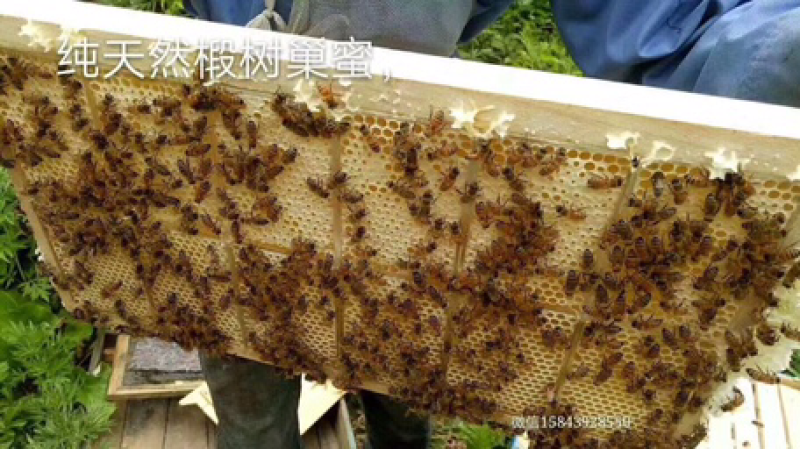 纯天然蜂巢蜜纯绿色食品，无任何添加剂，常吃蜂蜜延年益寿，