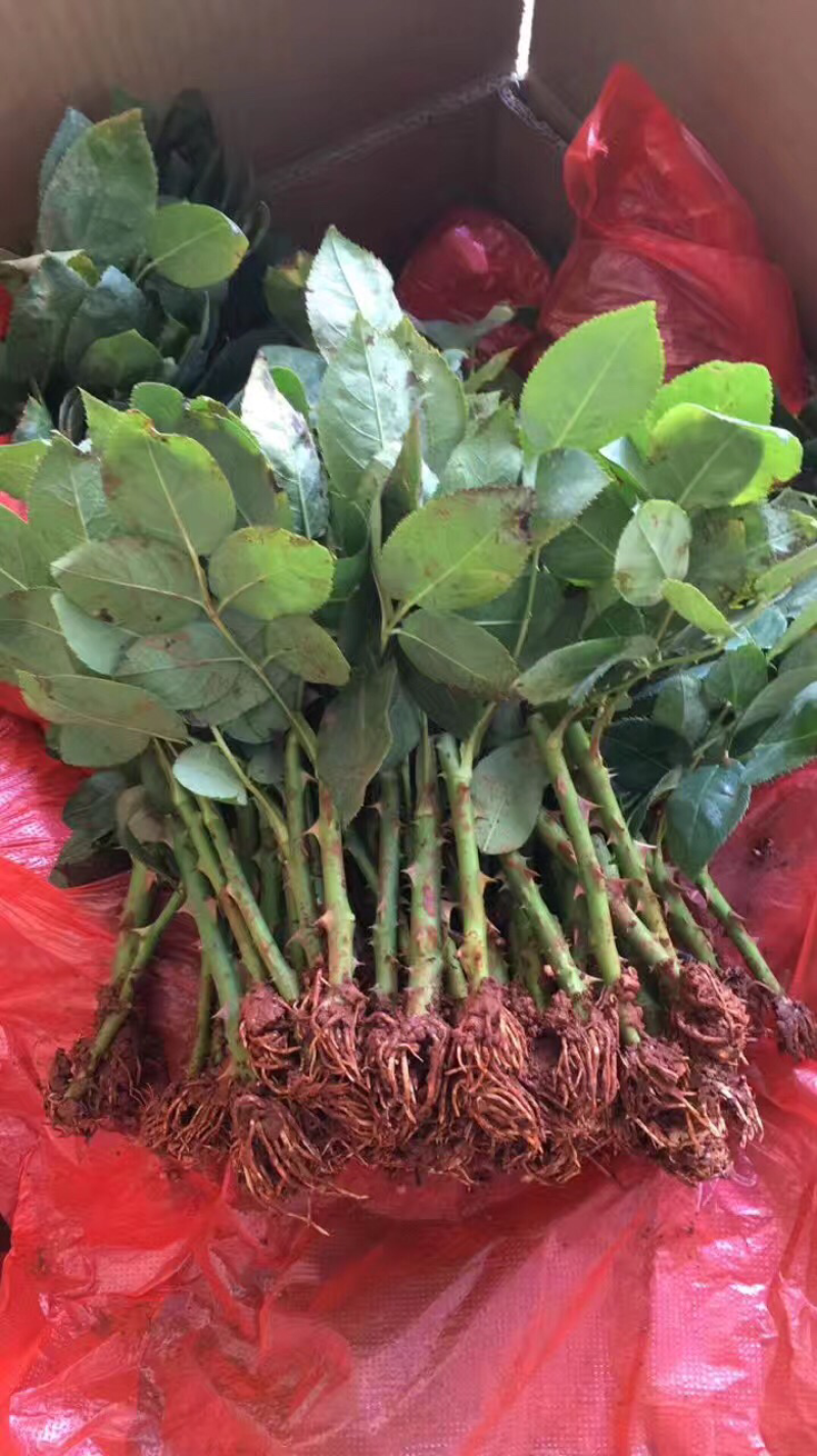 基地直供云南昆明玫瑰花卉种苗月季花苗鲜切花小苗
