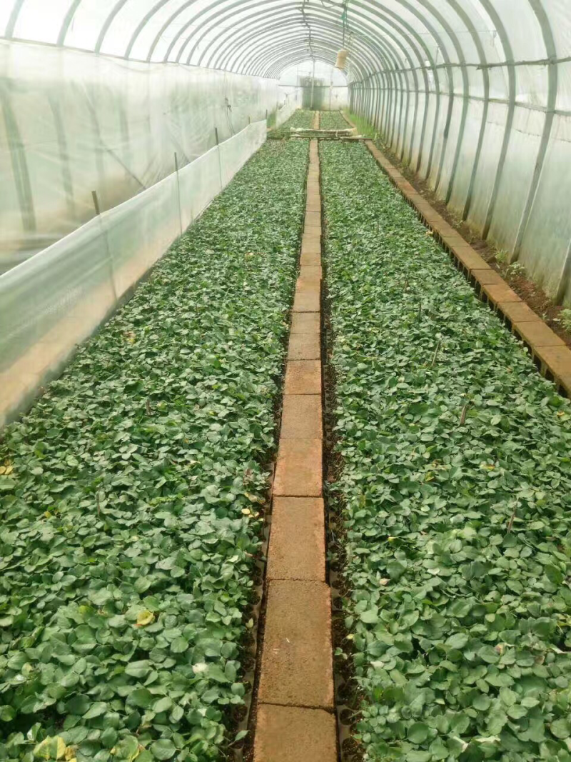 基地直供云南昆明玫瑰花卉种苗月季花苗鲜切花小苗