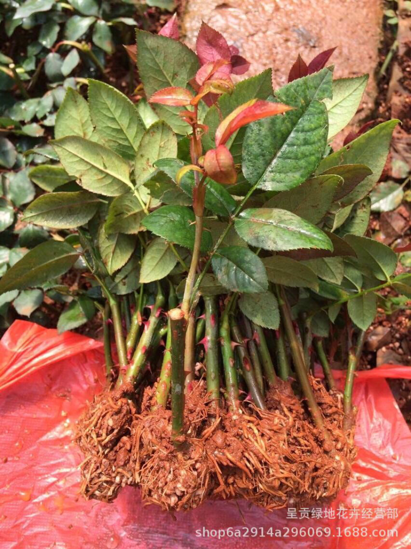 基地直供云南昆明玫瑰花卉种苗月季花苗鲜切花小苗