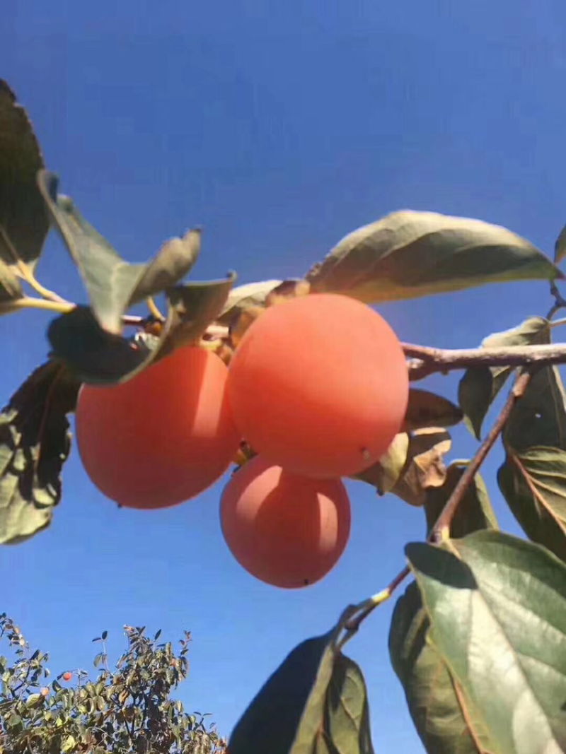 富平农家自产柿饼精美包装三斤装