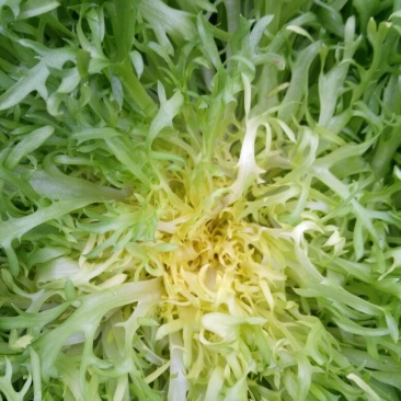 苦菊15~20cm