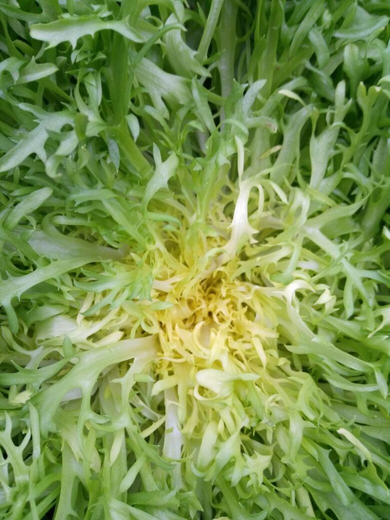 苦菊15~20cm