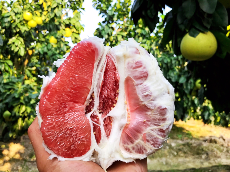 甄选红柚1.5斤以上每一个都是精心挑选，光滑沉重皮薄汁多