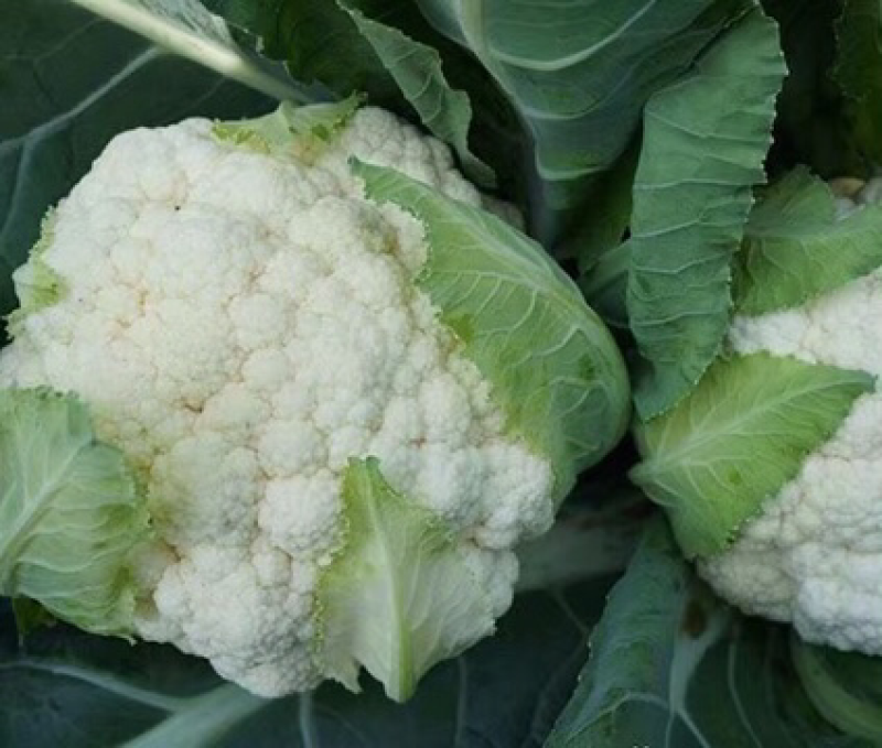 南菜北调，长年代收云南蔬菜。