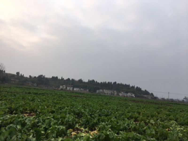 儿菜