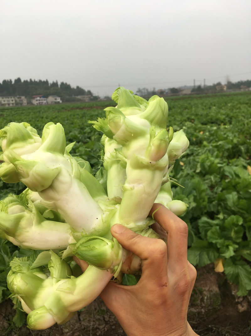 儿菜