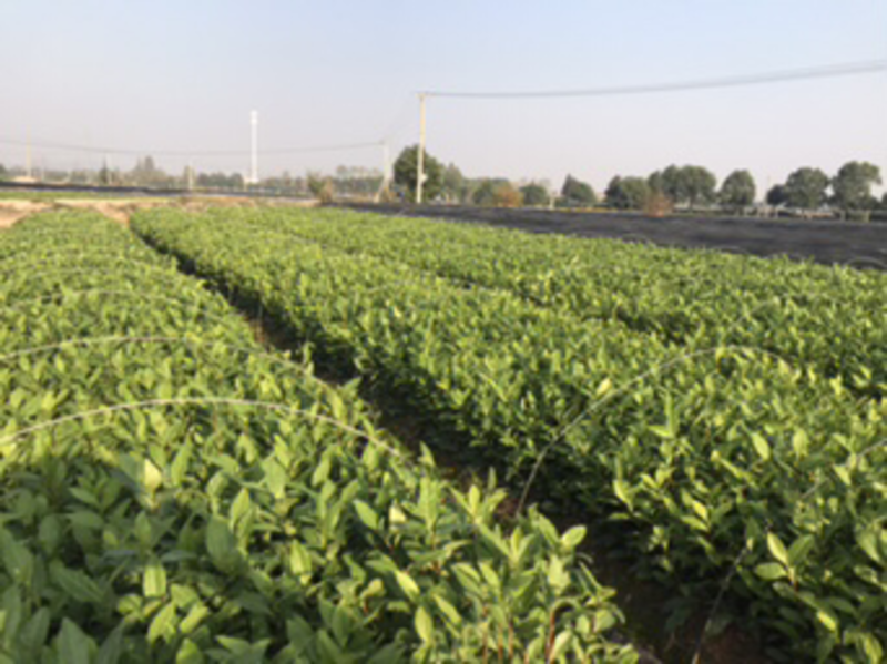 安吉本地白茶茶苗，自产自销，自家培育，大量供应