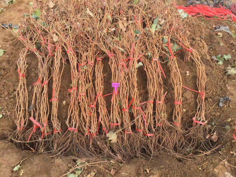 贝达夏黑嫁接阳光玫瑰葡萄树苗一年苗基地销售保质保纯度