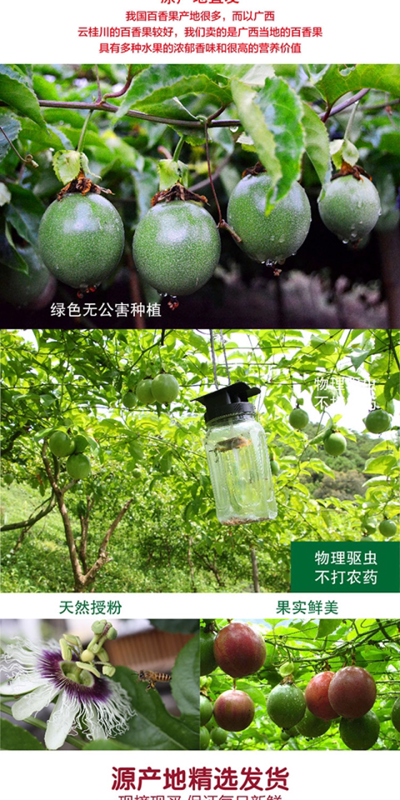 紫香百香果50-60克5斤/箱