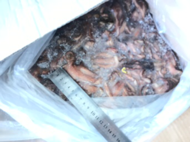 鱿鱼头