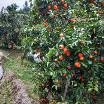 清远砂糖橘即将大量上市