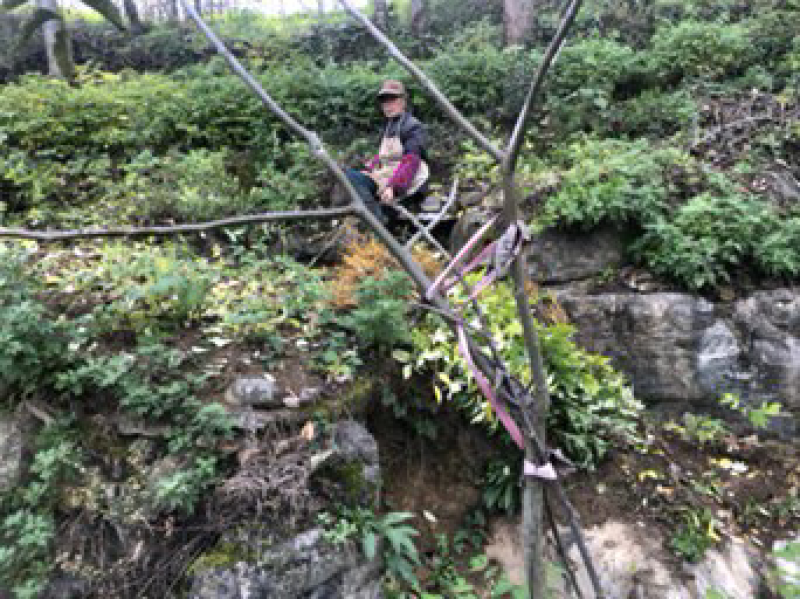 大量供应黄柏苗贵州黄柏苗公司自有基地货量充足