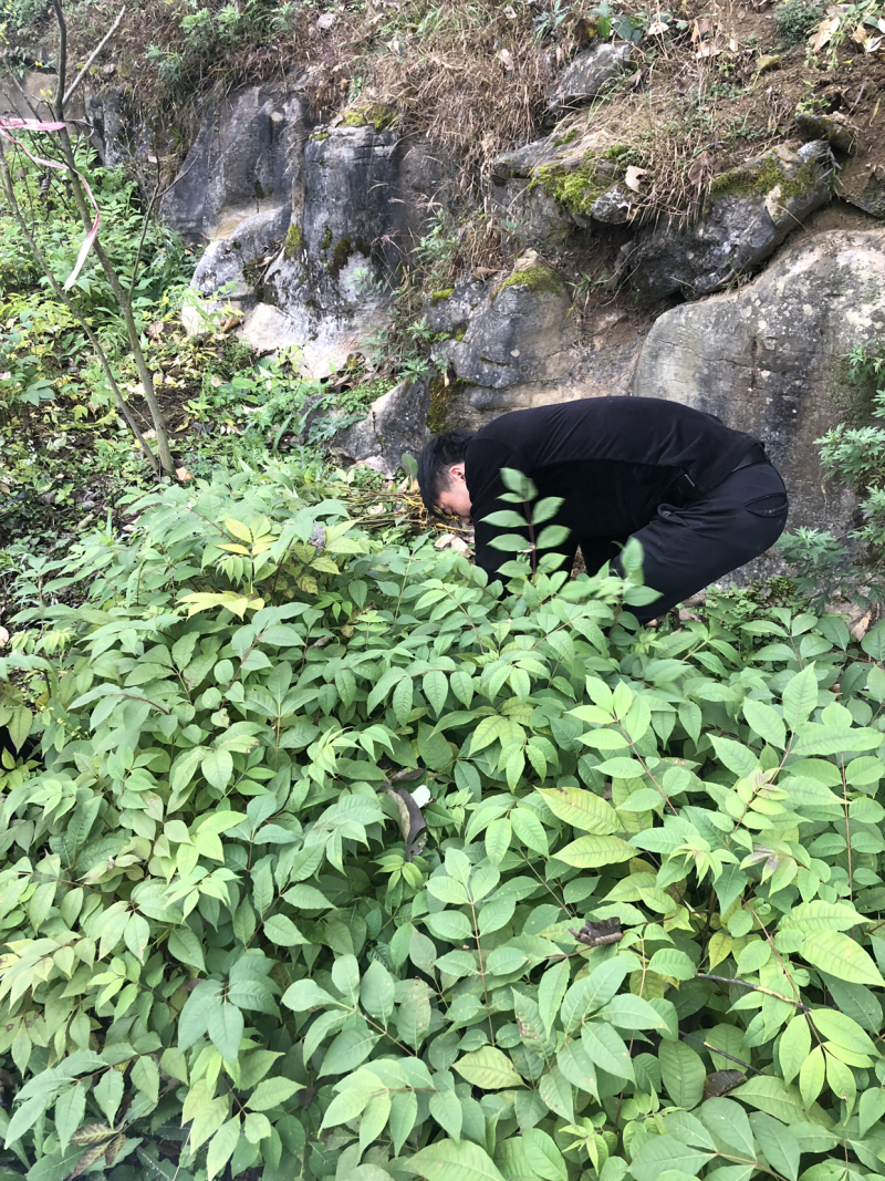 大量供应黄柏苗贵州黄柏苗公司自有基地货量充足
