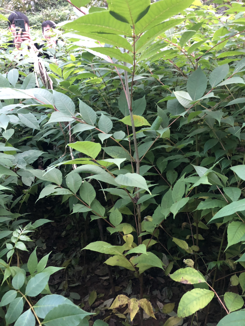大量供应黄柏苗贵州黄柏苗公司自有基地货量充足