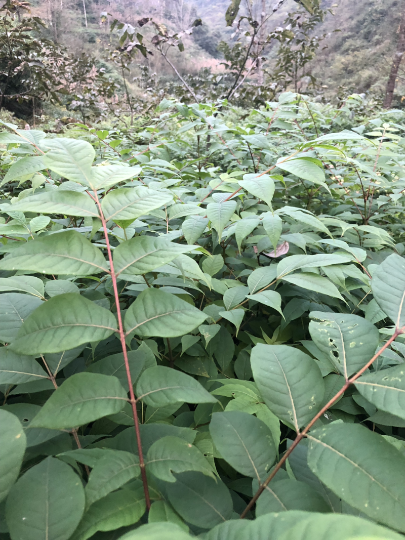 大量供应黄柏苗贵州黄柏苗公司自有基地货量充足