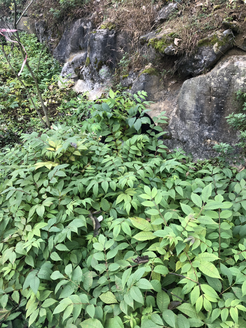 大量供应黄柏苗贵州黄柏苗公司自有基地货量充足