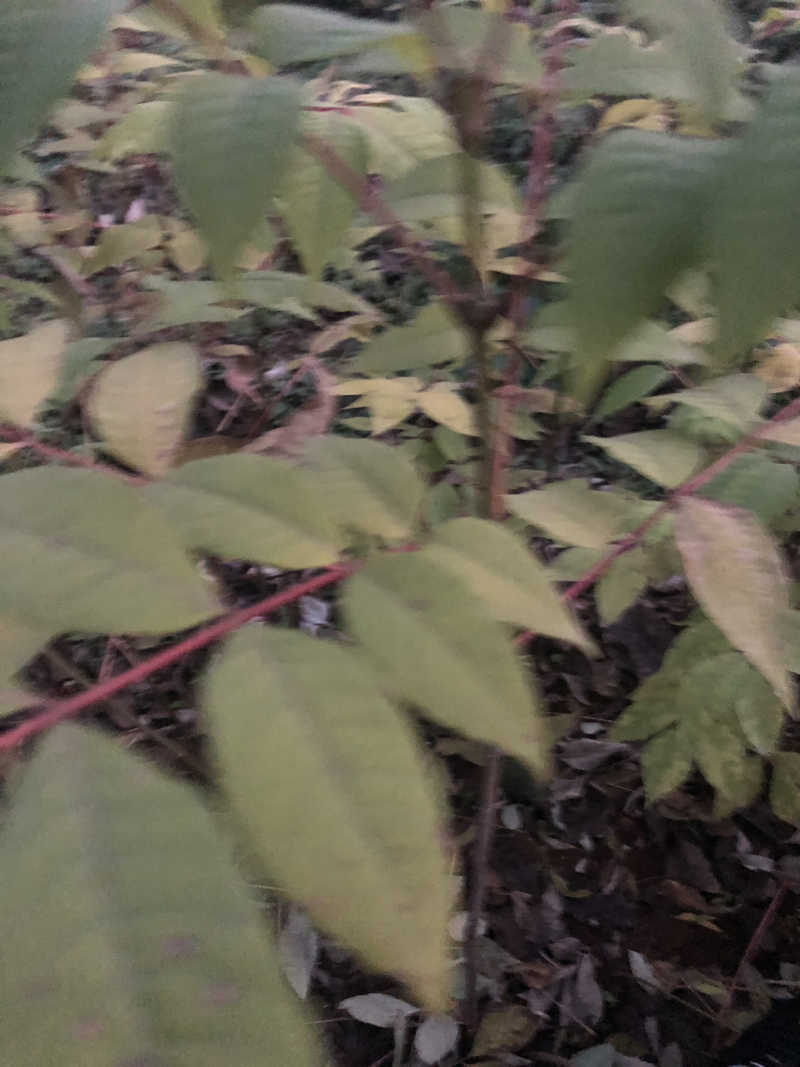 大量供应黄柏苗贵州黄柏苗公司自有基地货量充足