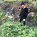 大量供应黄柏苗贵州黄柏苗公司自有基地货量充足