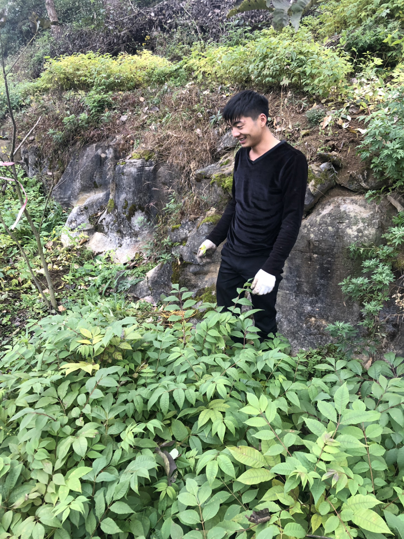 大量供应黄柏苗贵州黄柏苗公司自有基地货量充足