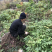 大量供应黄柏苗贵州黄柏苗公司自有基地货量充足