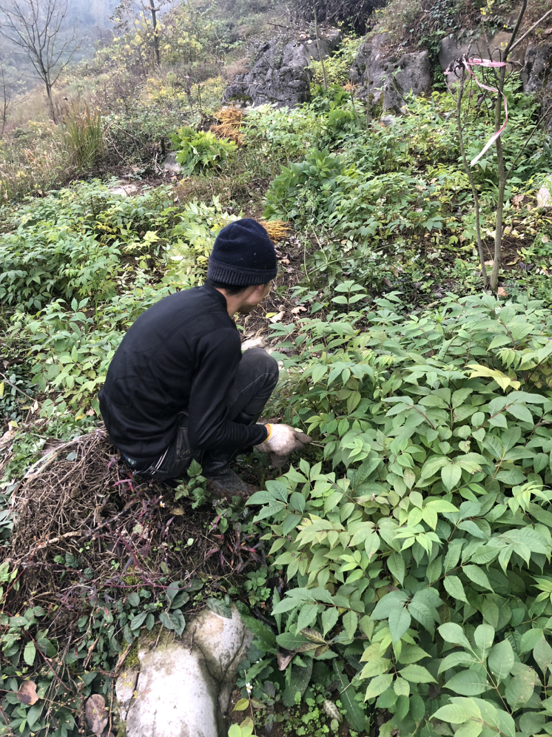 大量供应黄柏苗贵州黄柏苗公司自有基地货量充足