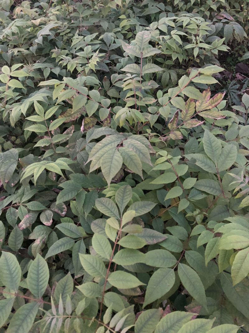 大量供应黄柏苗贵州黄柏苗公司自有基地货量充足