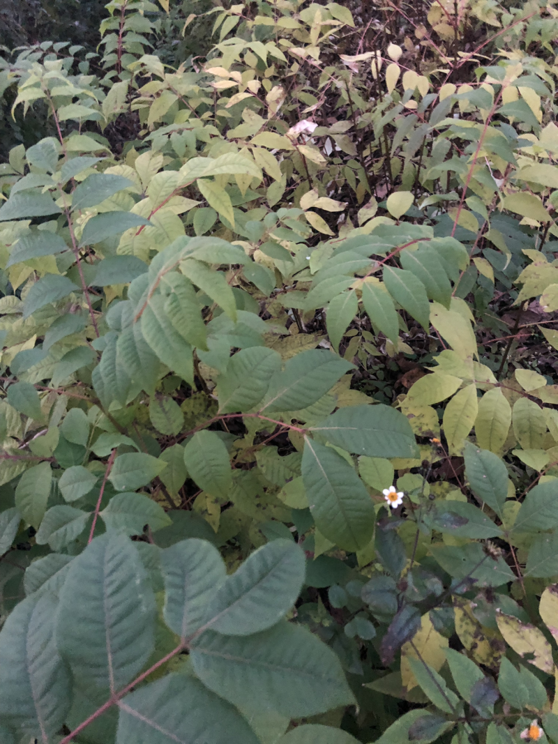 大量供应黄柏苗贵州黄柏苗公司自有基地货量充足