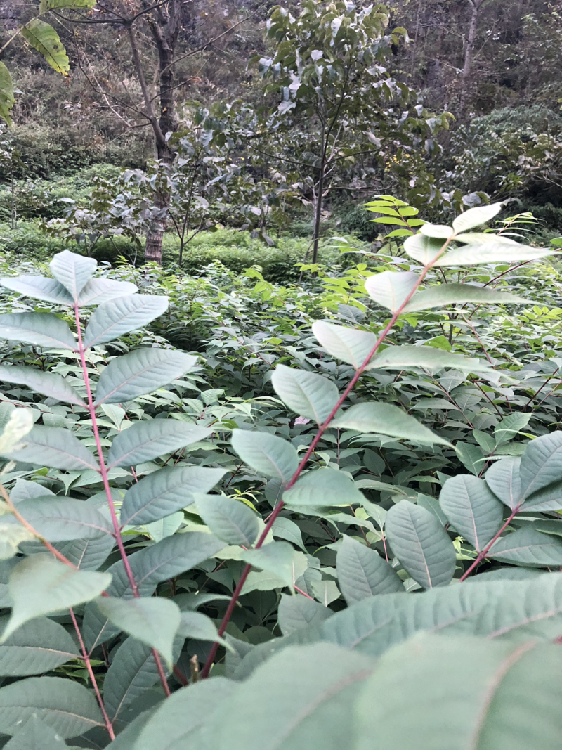 大量供应黄柏苗贵州黄柏苗公司自有基地货量充足