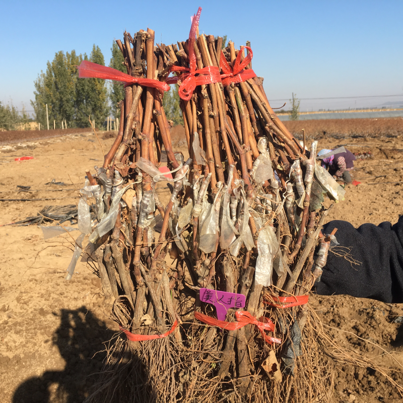 嫁接美人指葡萄苗扦插苗提供技术支持提供资料绝不坑农