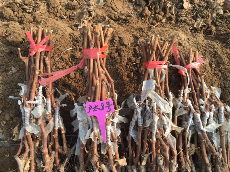 户太八号葡萄苗南北方种植基地直发品种齐全保质保量欢迎来电