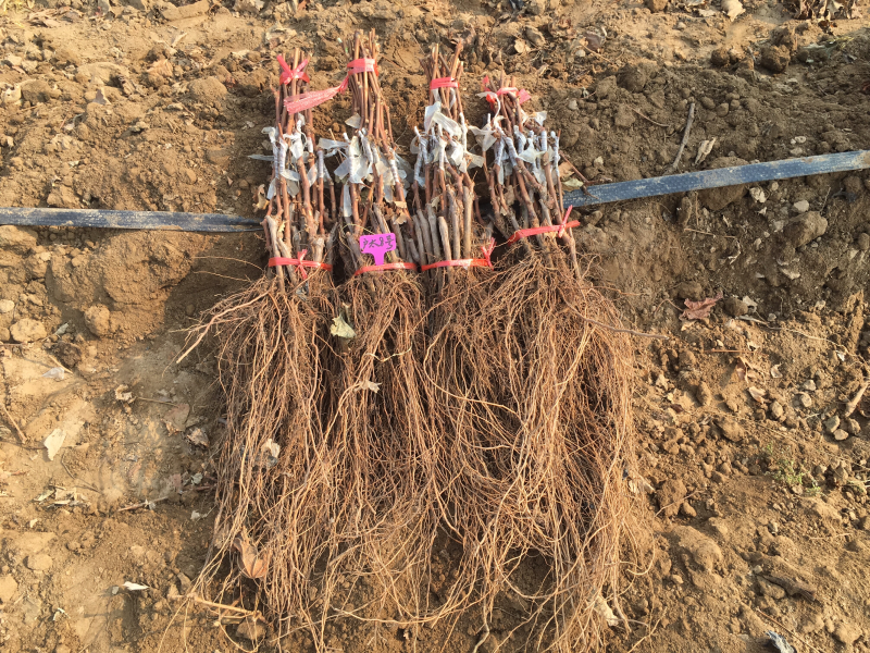 户太八号葡萄苗南北方种植基地直发品种齐全保质保量欢迎来电