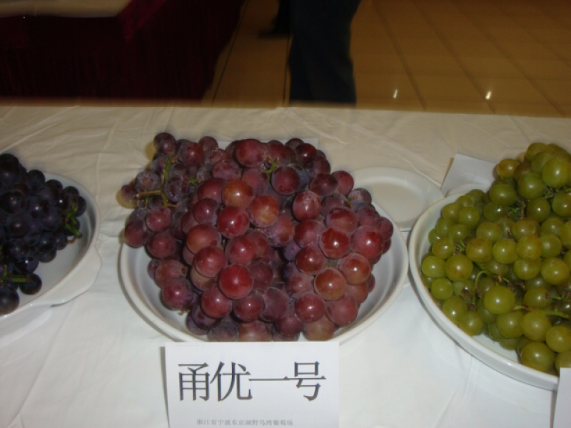 甬优一号葡萄苗扦插苗自家基地保质保量基地直发